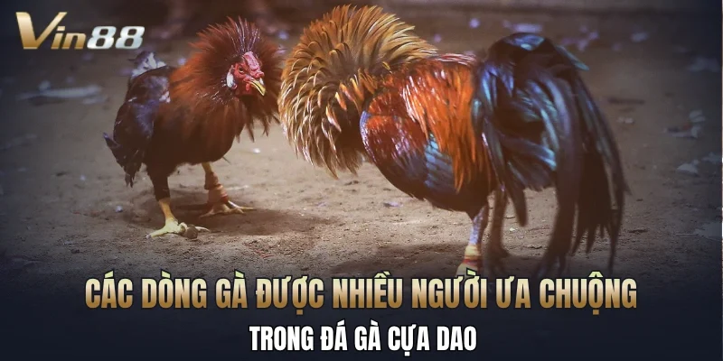 Các dòng gà được nhiều người ưa chuộng trong đá gà cựa dao
